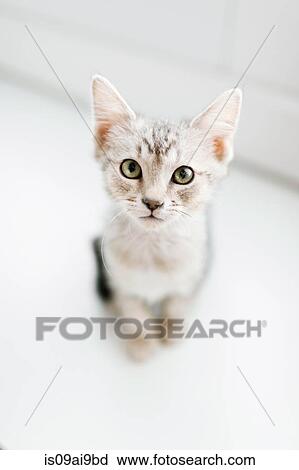 Overhead view of tabby kitten on floor View Large Photo Image Stock Image - Overhead view of tabby kitten on floor. Fotosearch