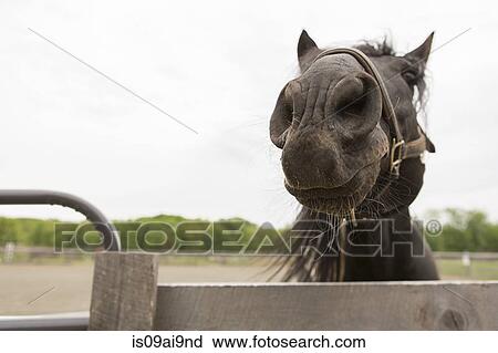 Stock Image - Portrait of a curious horse. Fotosearch