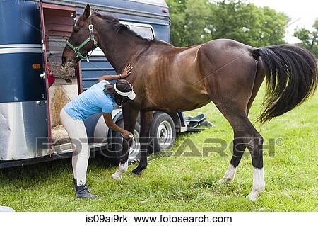 Rider grooming horse View Large Photo Image Stock Image - Rider grooming horse. Fotosearch