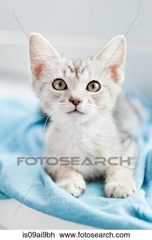 Tabby kitten lying down on blanket View Large Photo Image Stock Image - Tabby kitten lying down on blanket. Fotosearch
