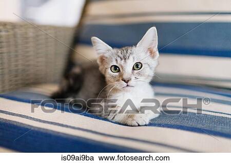 Stock Image - Tabby kitten lying down on sofa. Fotosearch