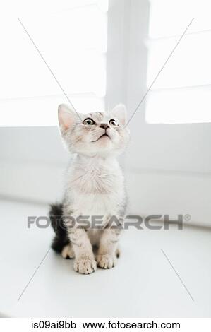 Tabby kitten sitting by door View Large Photo Image Stock Image - Tabby kitten sitting by door. Fotosearch