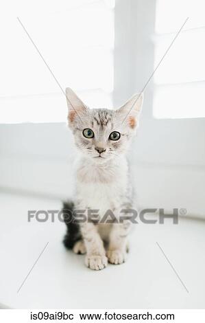 Tabby kitten sitting by door View Large Photo Image Stock Image - Tabby kitten sitting by door. Fotosearch