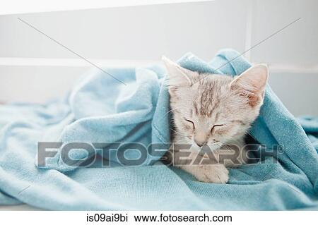 Tabby kitten sleeping under blanket View Large Photo Image Stock Image - Tabby kitten sleeping under blanket. Fotosearch