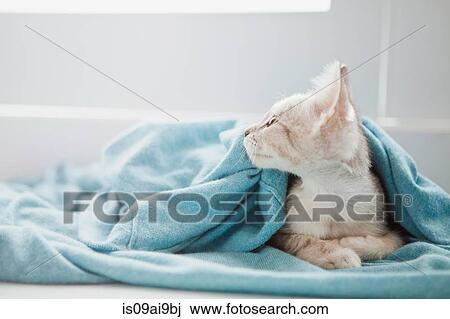 Tabby kitten under blanket View Large Photo Image Stock Image - Tabby kitten under blanket. Fotosearch