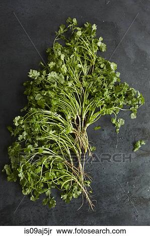 Bunch of fresh coriander on a metal surface View Large Photo Image Stock Photography - Bunch of fresh coriander on a metal surface. Fotosearch