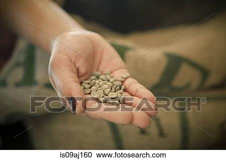 Close up of woman's hand holding raw coffee beans in cafe View Large Photo Image Stock Image - Close up of woman's hand holding raw coffee beans in cafe. Fotosearch