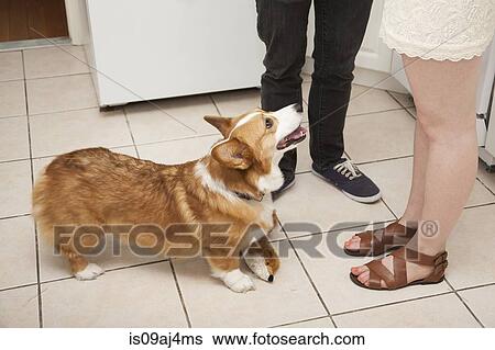 Stock Photograph - Cropped shot young couple and corgi dog in kitchen. Fotosearch