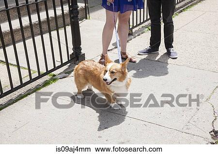 Picture - Cropped shot young couple taking corgi dog for a walk. Fotosearch