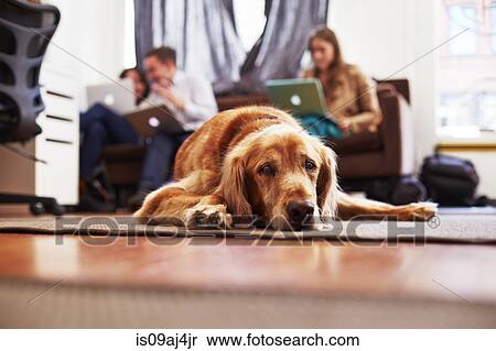 Stock Photography - Portrait of bored dog lying on rug, people on laptops in background. Fotosearch