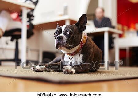 Stock Image - Portrait of curious dog lying on rug in an office. Fotosearch