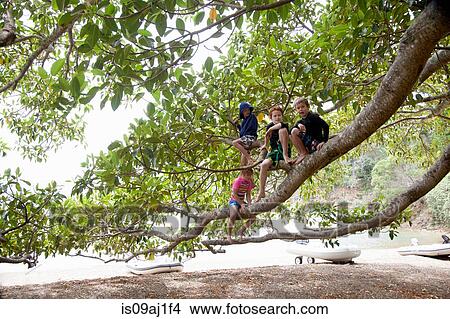 Picture - Portrait of girl and three brothers sitting in tree at beach. Fotosearch