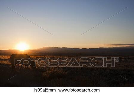Cow grazing at sunset in rural landscape, Nevada, USA View Large Photo Image Picture - Cow grazing at sunset in rural landscape, Nevada, USA. Fotosearch