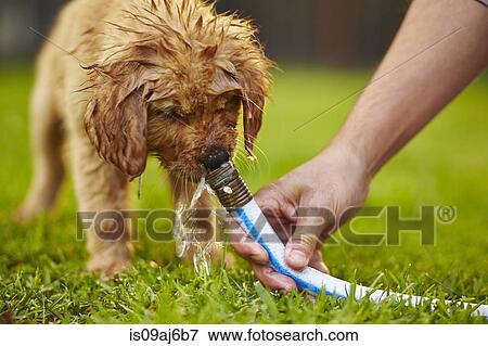 Stock Photo - Labrador puppy drinking from garden hose. Fotosearch