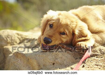 Stock Image - Labrador puppy lying on rock, chewing stick. Fotosearch