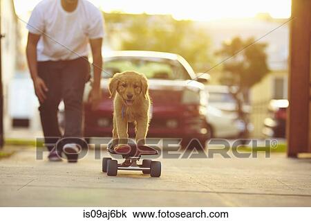 Stock Image - Labrador puppy on skateboard, owner following behind. Fotosearch