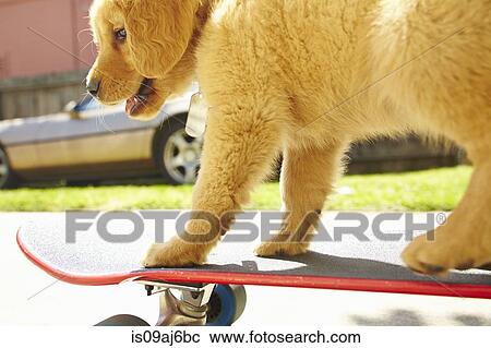 Labrador puppy on skateboard View Large Photo Image Stock Image - Labrador puppy on skateboard. Fotosearch