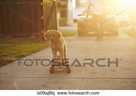 Labrador puppy on skateboard View Large Photo Image Stock Image - Labrador puppy on skateboard. Fotosearch