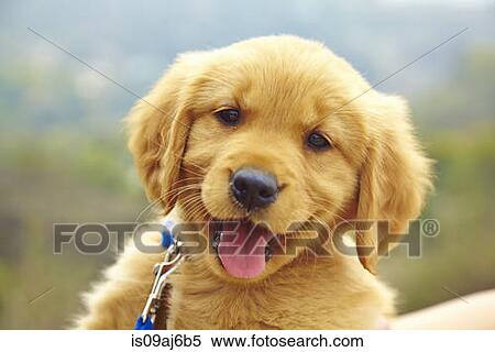 Labrador puppy, portrait View Large Photo Image Stock Photography - Labrador puppy, portrait. Fotosearch