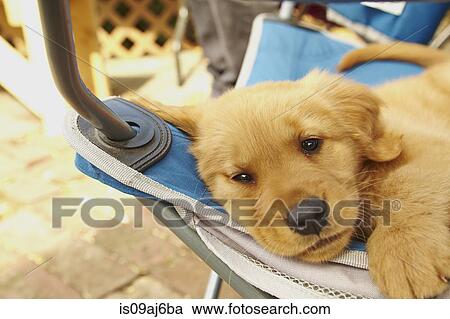 Labrador puppy resting on hammock View Large Photo Image Stock Image - Labrador puppy resting on hammock. Fotosearch