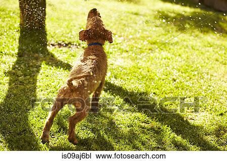 Labrador puppy shaking water off, rear view View Large Photo Image Stock Image - Labrador puppy shaking water off, rear view. Fotosearch