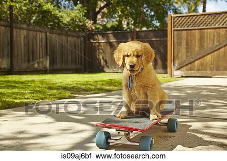 Labrador puppy sitting on skateboard View Large Photo Image Stock Image - Labrador puppy sitting on skateboard. Fotosearch