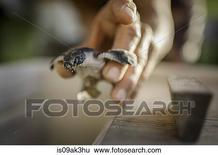 Mid adult male holding sea turtle, focus on sea turtle View Large Photo Image Stock Photograph - Mid adult male holding sea turtle, focus on sea turtle. Fotosearch