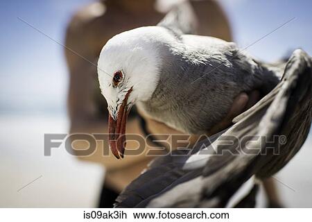 Mid adult male holding seagull, focus on seagull View Large Photo Image Stock Image - Mid adult male holding seagull, focus on seagull. Fotosearch