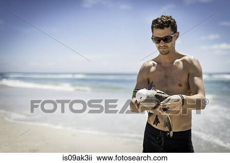 Mid adult male holding seagull on beach View Large Photo Image Stock Image - Mid adult male holding seagull on beach. Fotosearch