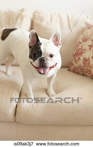 Portrait of french bulldog View Large Photo Image Stock Photo - Portrait of french bulldog. Fotosearch