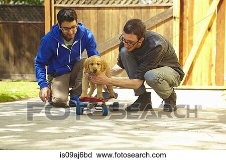 Two young men helping labrador puppy on skateboard View Large Photo Image Stock Image - Two young men helping labrador puppy on skateboard. Fotosearch