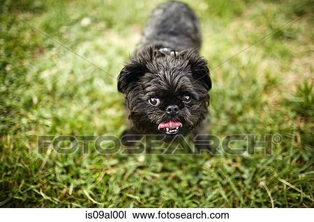 Brussels griffon dog looking at camera View Large Photo Image Stock Image - Brussels griffon dog looking at camera. Fotosearch