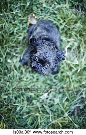 Brussels griffon dog looking up View Large Photo Image Stock Image - Brussels griffon dog looking up. Fotosearch