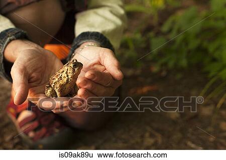Stock Photograph - Close up of hands holding a toad. Fotosearch