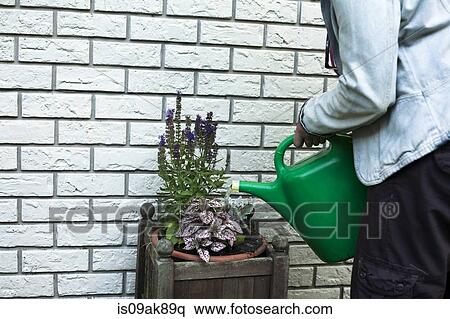 Cropped shot of mature woman watering plants in garden View Large Photo Image Stock Photography - Cropped shot of mature woman watering plants in garden. Fotosearch
