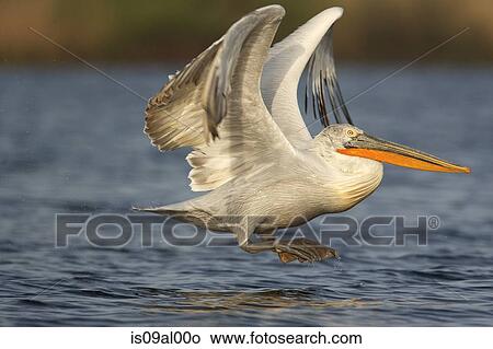 Picture - Dalmatian pelican (Pelecanus crispus) taking off above water. Fotosearch