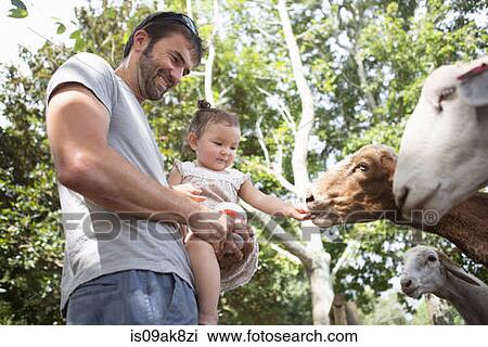 Father and baby daughter feeding goats at zoo View Large Photo Image Stock Image - Father and baby daughter feeding goats at zoo. Fotosearch
