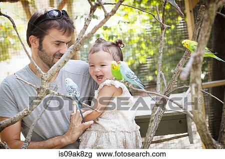 Father and baby daughter looking at budgerigar parakeets at zoo View Large Photo Image Stock Image - Father and baby daughter looking at budgerigar parakeets at zoo. Fotosearch