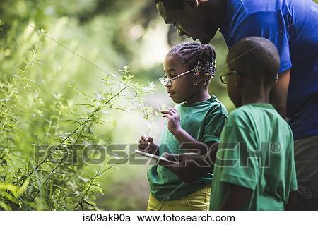 Father with daughter and son looking at plants in forest eco camp View Large Photo Image Stock Image - Father with daughter and son looking at plants in forest eco camp. Fotosearch