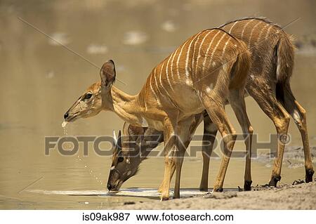 Stock Photo - Female and young male nyala (Tragelaphus angasii) drinking at waterhole, Mana Pools National Park, Zimbabwe. Fotosearch