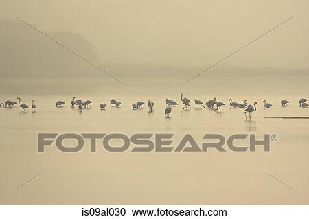 Stock Image - Flock of flamingos (phoenicopterus roseus) feeding in misty lake at dawn, Putzu Idu, Sardinia, Italy. Fotosearch