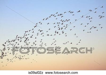 Flock of flamingos (phoenicopterus roseus) flying overhead at dawn, Putzu Idu, Sardinia, Italy View Large Photo Image Stock Photo - Flock of flamingos (phoenicopterus roseus) flying overhead at dawn, Putzu Idu, Sardinia, Italy. Fotosearch