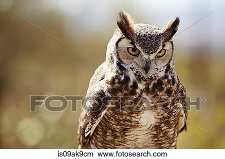 Great Horned Owl, Bubo virginianus View Large Photo Image Picture - Great Horned Owl, Bubo virginianus. Fotosearch
