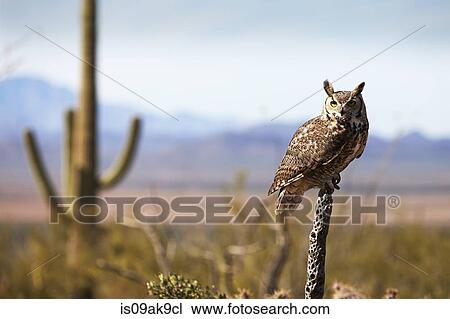 Great Horned Owl, Bubo virginianus View Large Photo Image Stock Image - Great Horned Owl, Bubo virginianus. Fotosearch