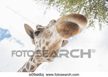Low angle close up portrait of a giraffe View Large Photo Image Stock Image - Low angle close up portrait of a giraffe. Fotosearch