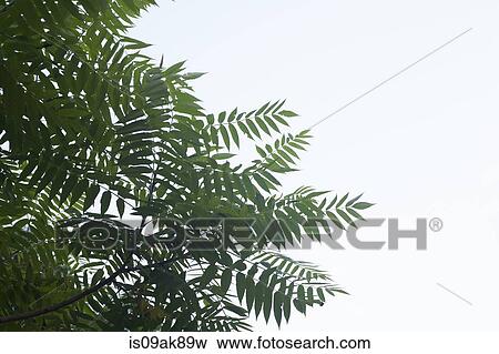 Low angle view of ash tree leaves and sky View Large Photo Image Stock Photo - Low angle view of ash tree leaves and sky. Fotosearch