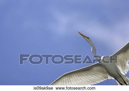 Low angle view of blue sky and great egret (Ardea alba) in flight, Great Inagua, Bahamas View Large Photo Image Stock Image - Low angle view of blue sky and great egret (Ardea alba) in flight, Great Inagua, Bahamas. Fotosearch