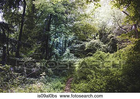 Lush forest scenery, Watchung Reservation, New Jersey, USA View Large Photo Image Stock Photograph - Lush forest scenery, Watchung Reservation, New Jersey, USA. Fotosearch
