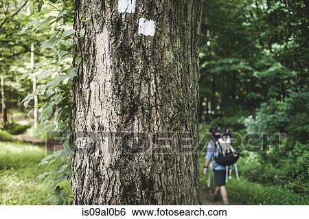 Man hiking in forest with tree trunk in foreground View Large Photo Image Stock Photograph - Man hiking in forest with tree trunk in foreground. Fotosearch