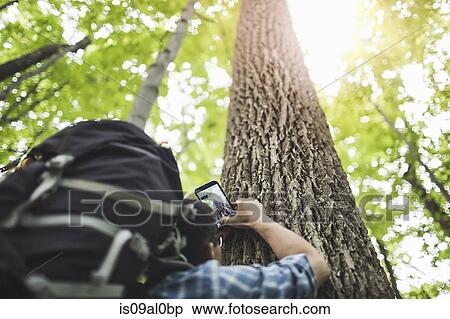 Man taking photo of tree trunk with camera phone, low angle View Large Photo Image Stock Photography - Man taking photo of tree trunk with camera phone, low angle. Fotosearch